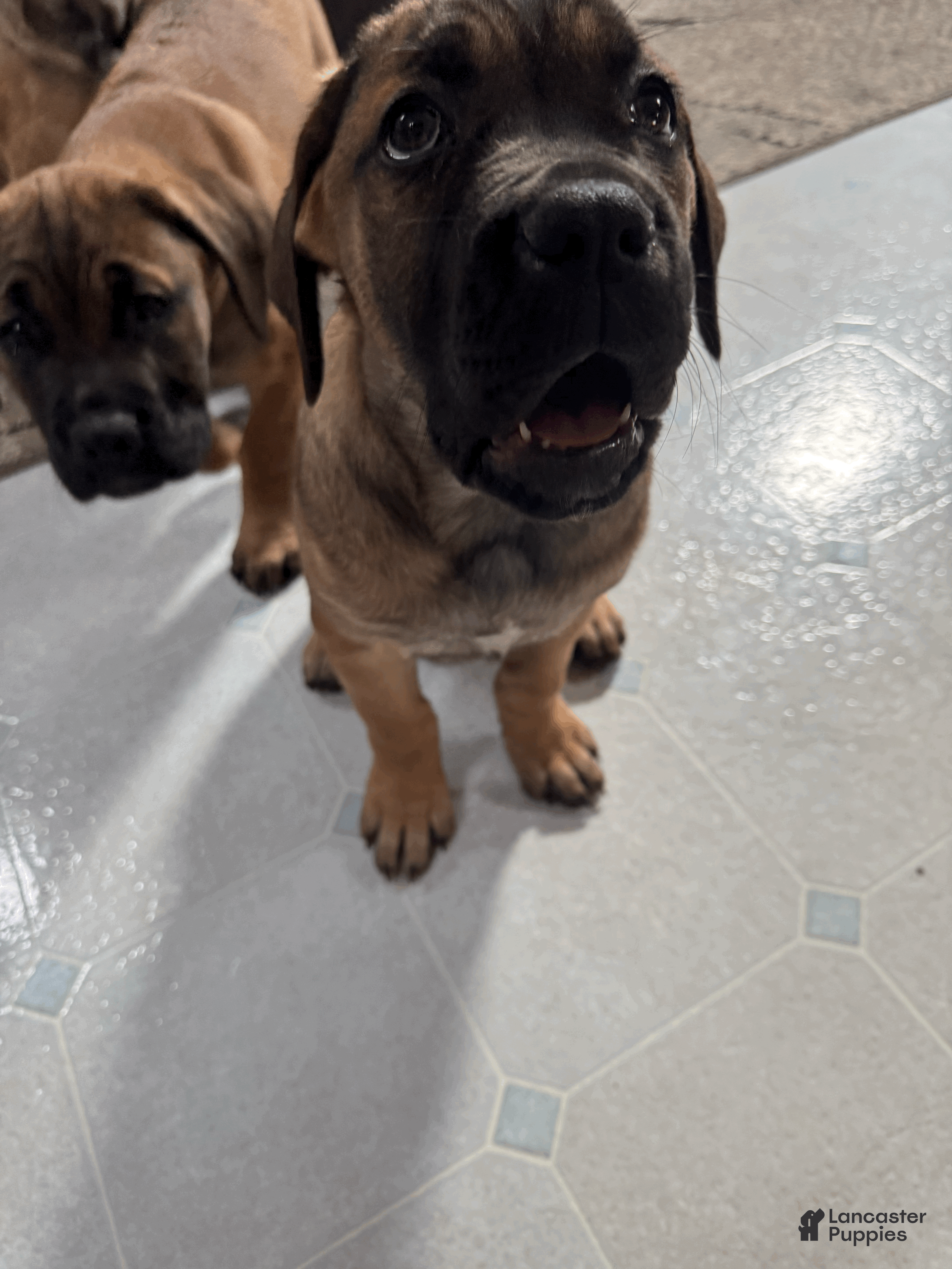 Cane Corso dogs Violet - purple girl - Ad 8