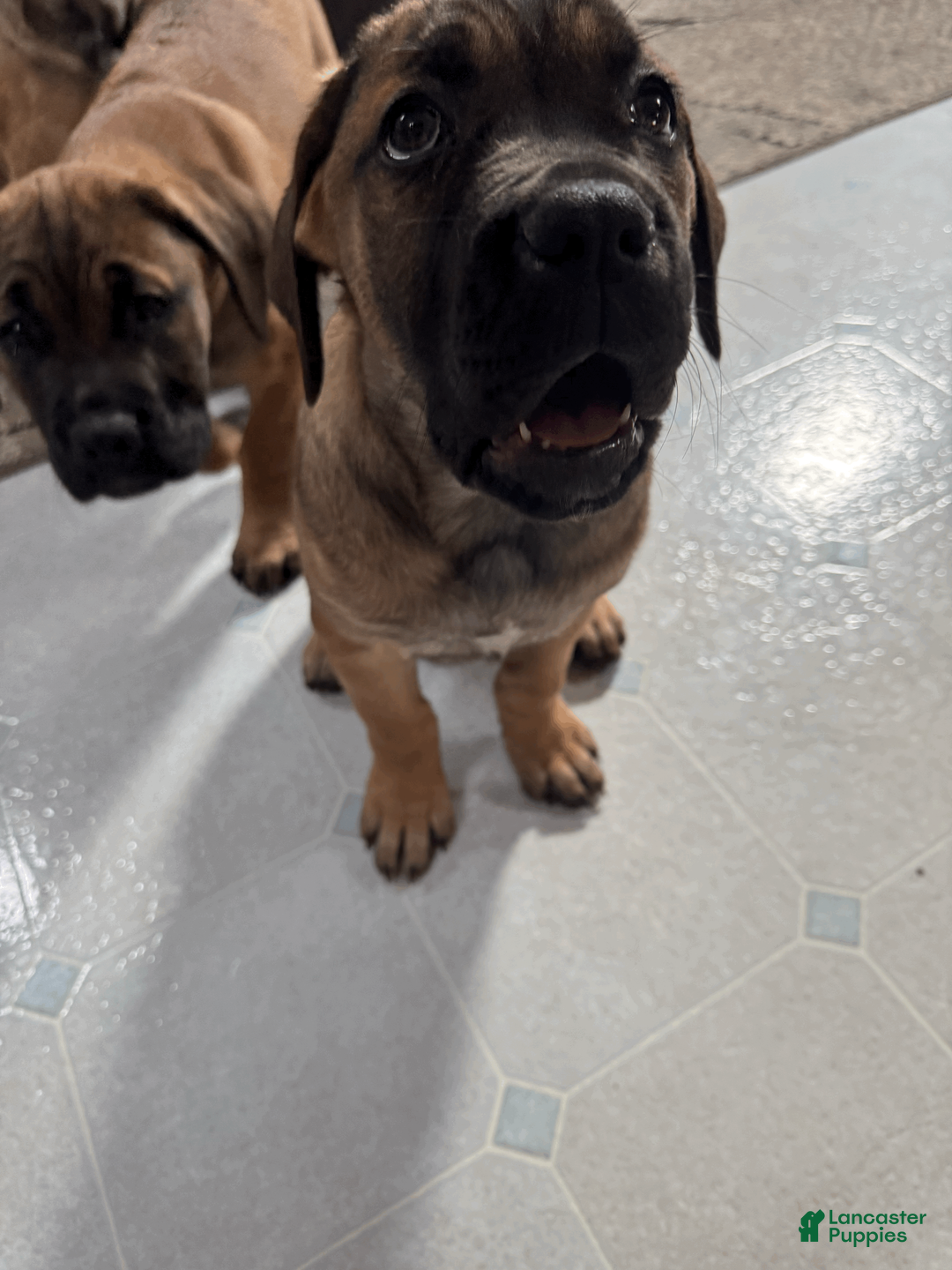 Cane Corso dogs for sale: Violet - purple girl - Ad 1