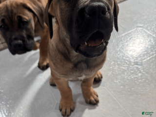 Cane Corso dogs Violet - purple girl - Ad 8