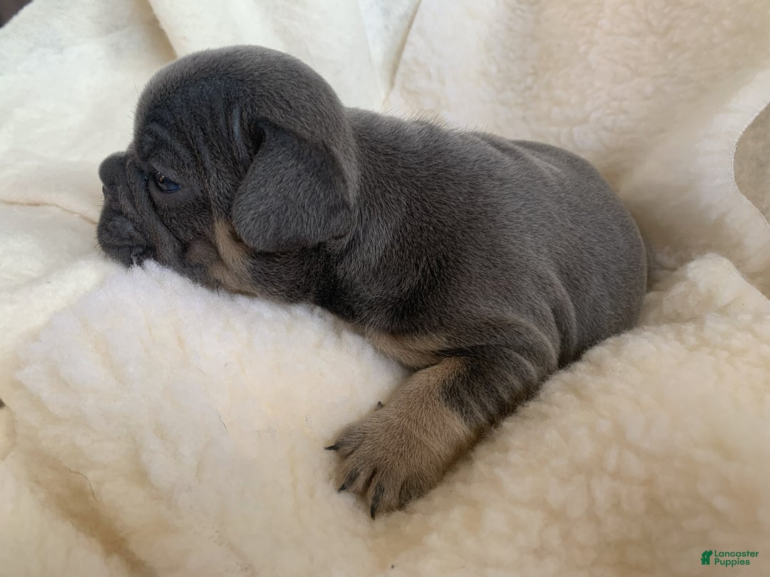 French Bulldog dogs for sale: Oliver - Ad 2