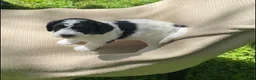 Mixed Breed dogs for sale: Strudel - Ad 5