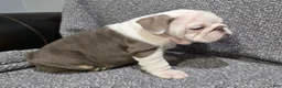 English Bulldog dogs for sale: Brewster - Ad 6
