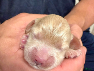 Cockapoo dogs - Ad 9