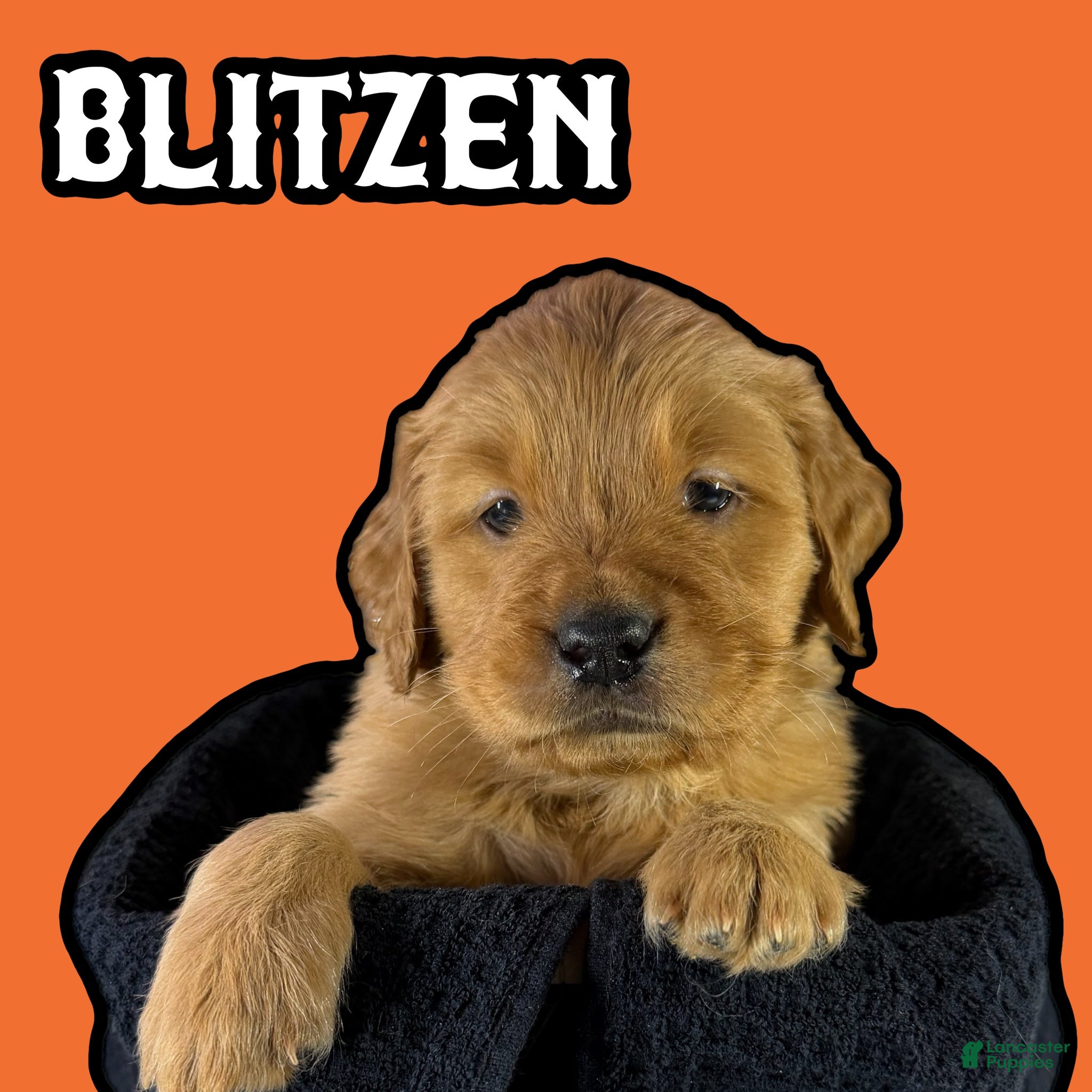 Goldendoodle dogs for sale: Blitzen - Ad 4