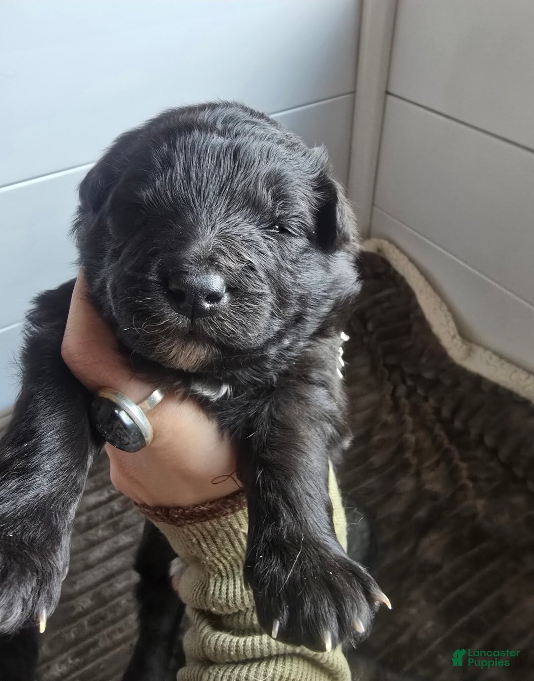 Mixed Breed dogs Stardust - Ad 2