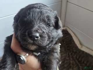 Mixed Breed dogs Stardust - Ad 2