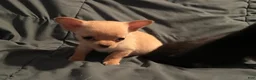 Chihuahua dogs for sale: Chihuahua Puppy 1 - Ad 6