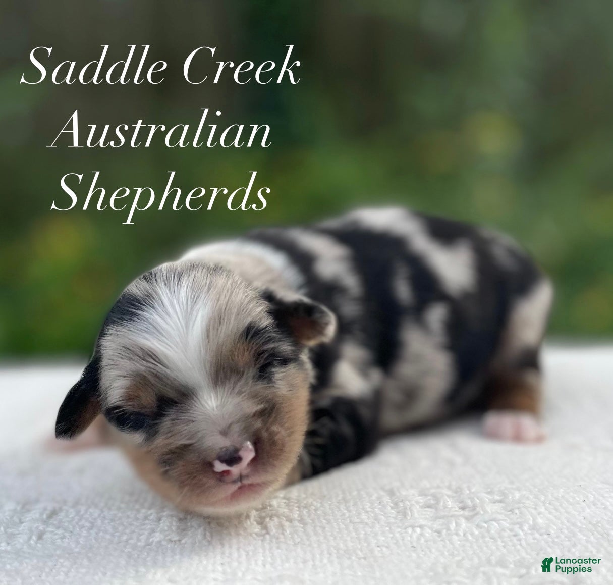 Australian Shepherd dogs Australian Shepherd 1 - Ad 2