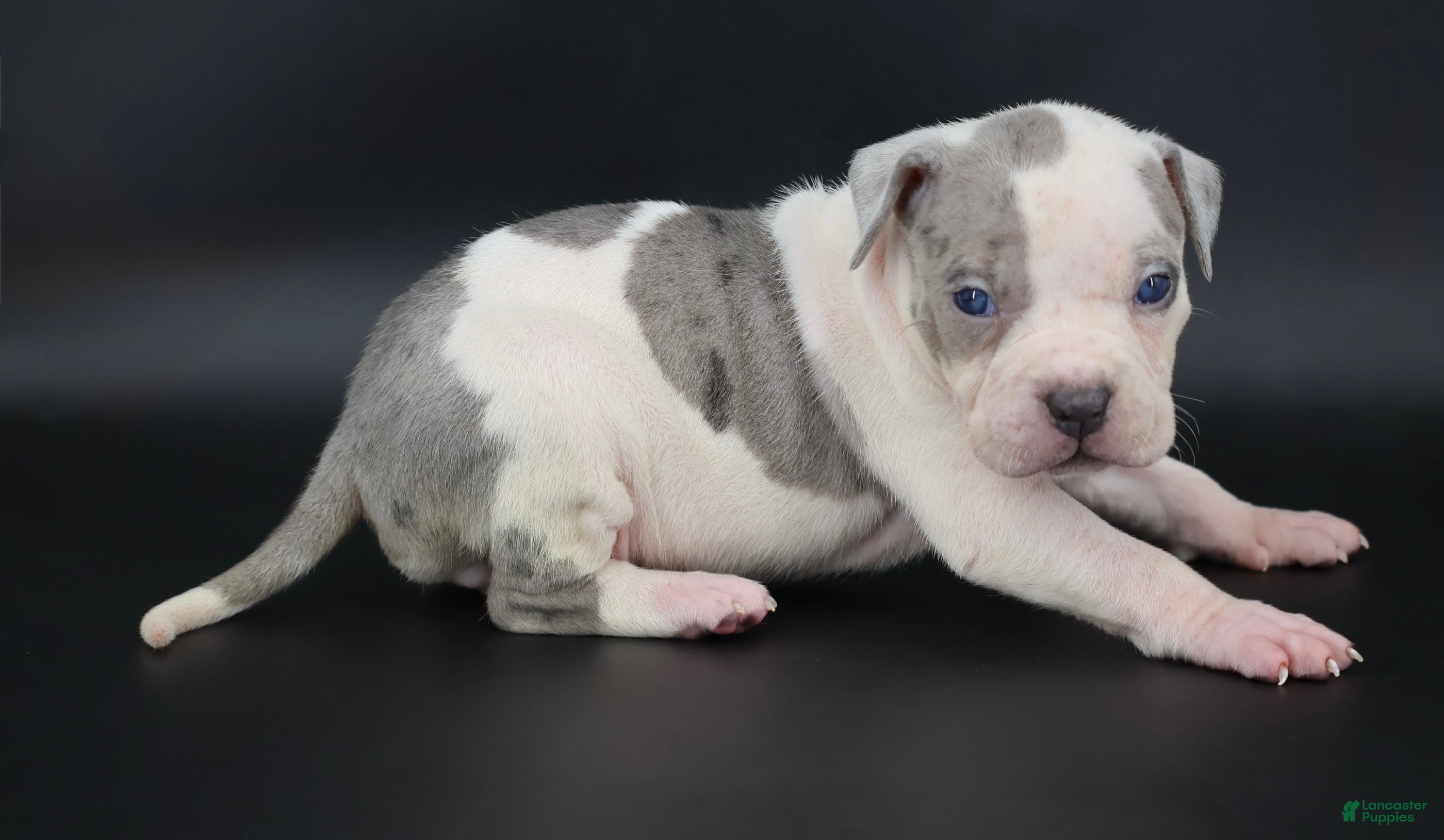 American Bully dogs Azalea - Ad 1