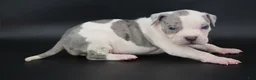 American Bully dogs for sale: Camellia - Ad 4