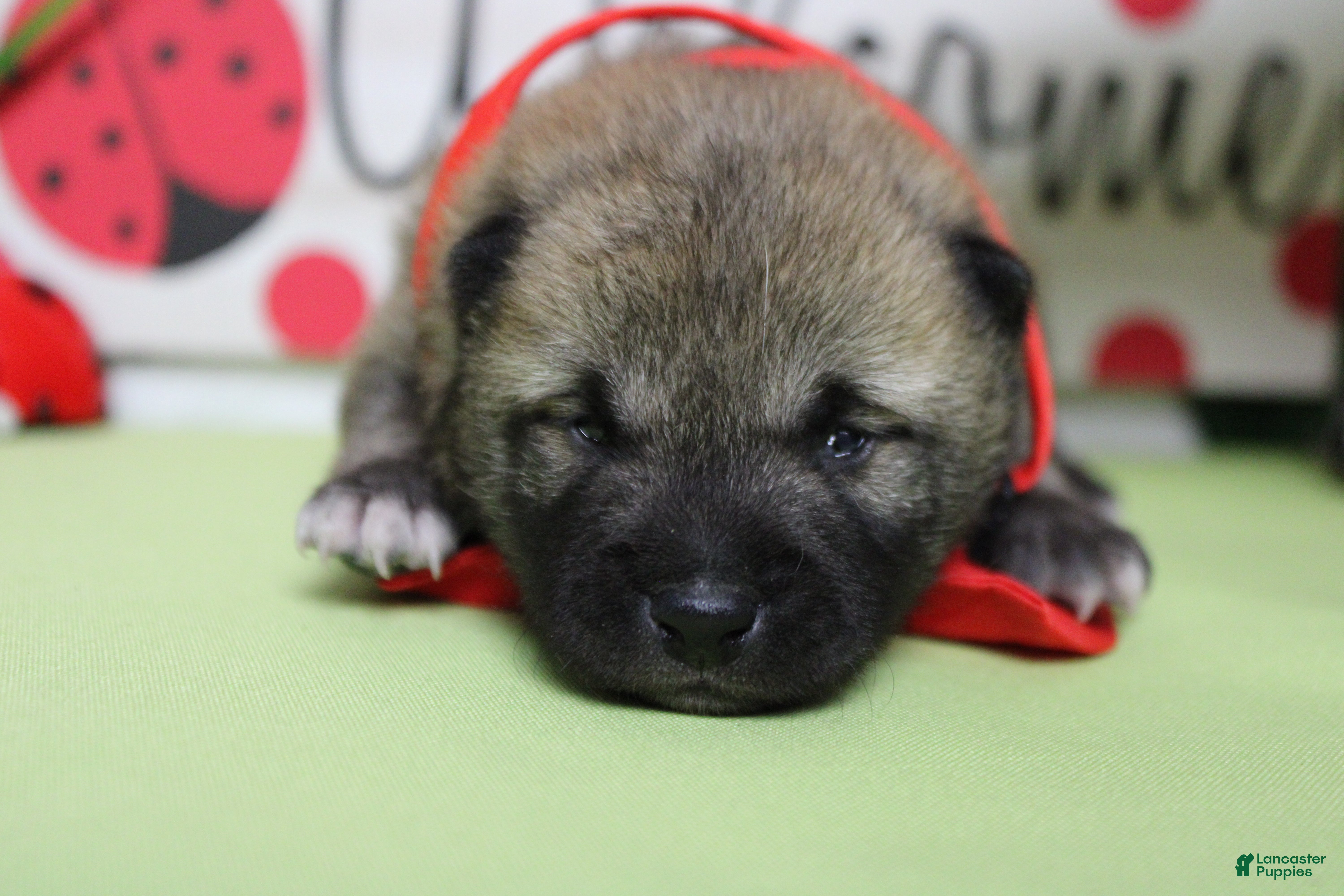 Shiba Inu dogs Jagger  - Ad 6