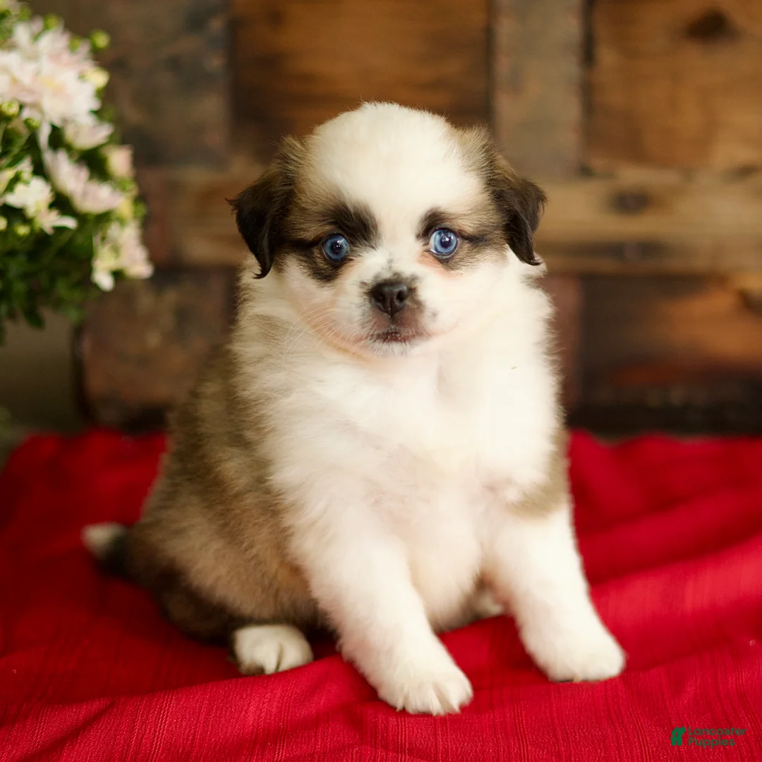 Mixed Breed dogs for sale: Brook - Ad 2