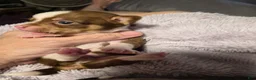 Chihuahua dogs for sale: Chihuahua 2 - Ad 3