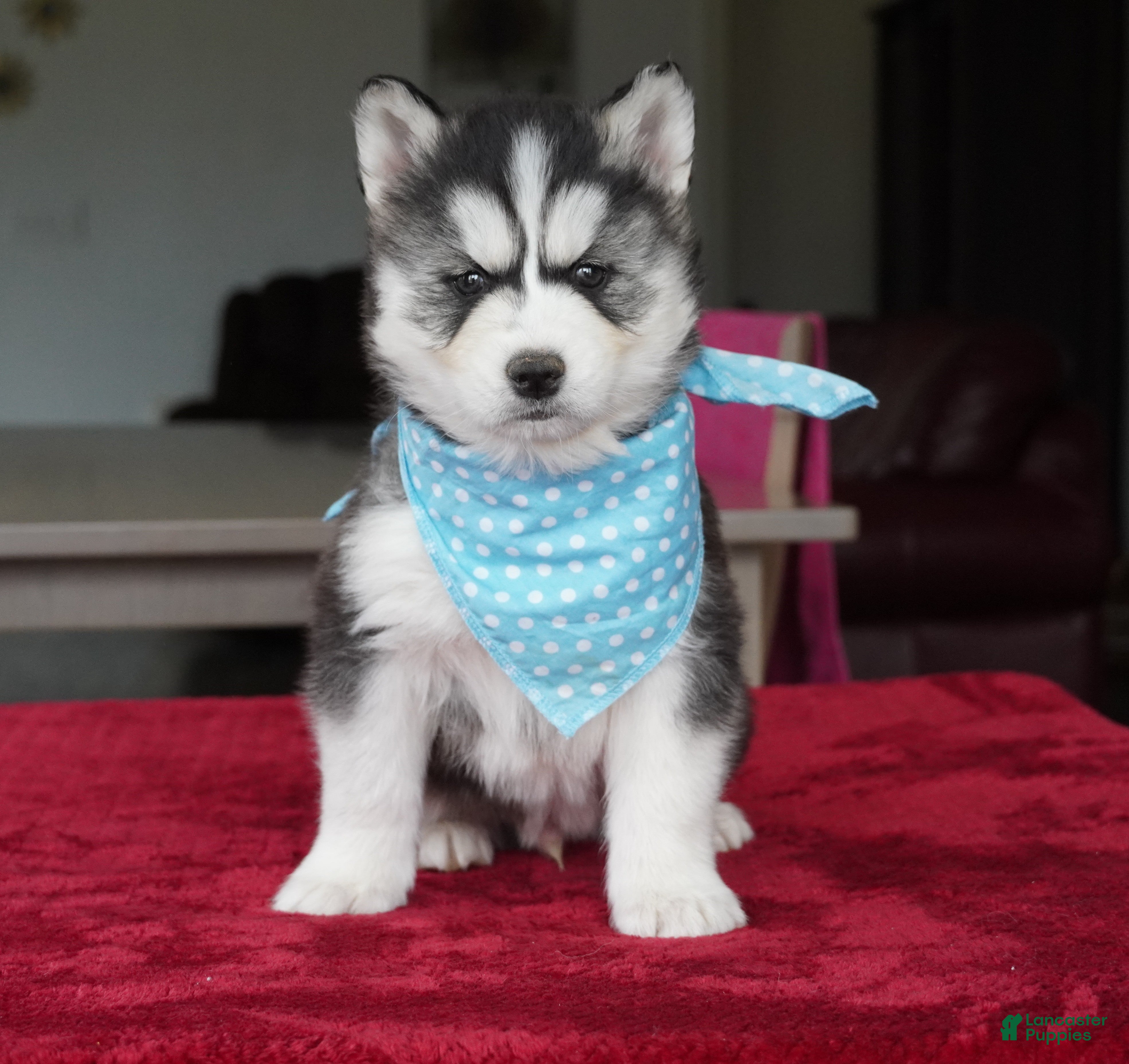 Siberian Husky dogs Bear - Ad 1