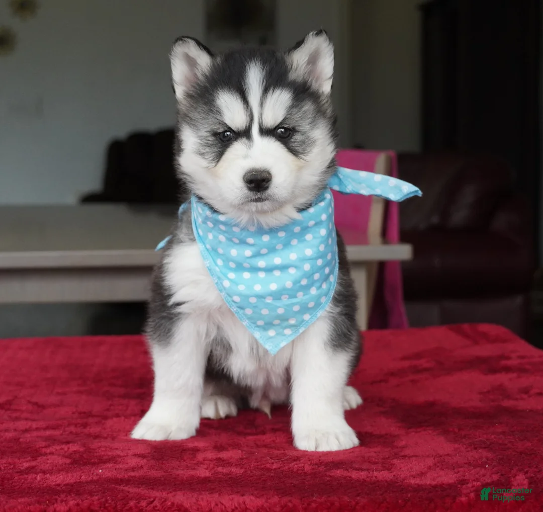 Siberian Husky dogs for sale: Bear - Ad 1