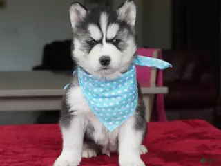 Siberian Husky dogs for sale: Bear - Ad 2