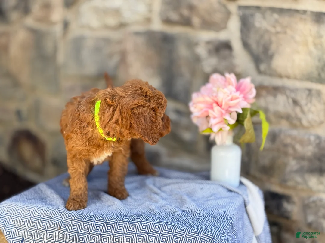 Goldendoodle dogs for sale: Muffin - Ad 2