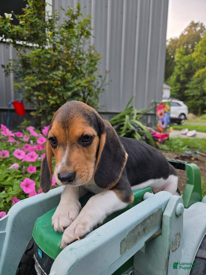 Beagle dogs Dante - Ad 2