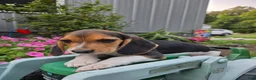 Beagle dogs for sale: Dante - Ad 2