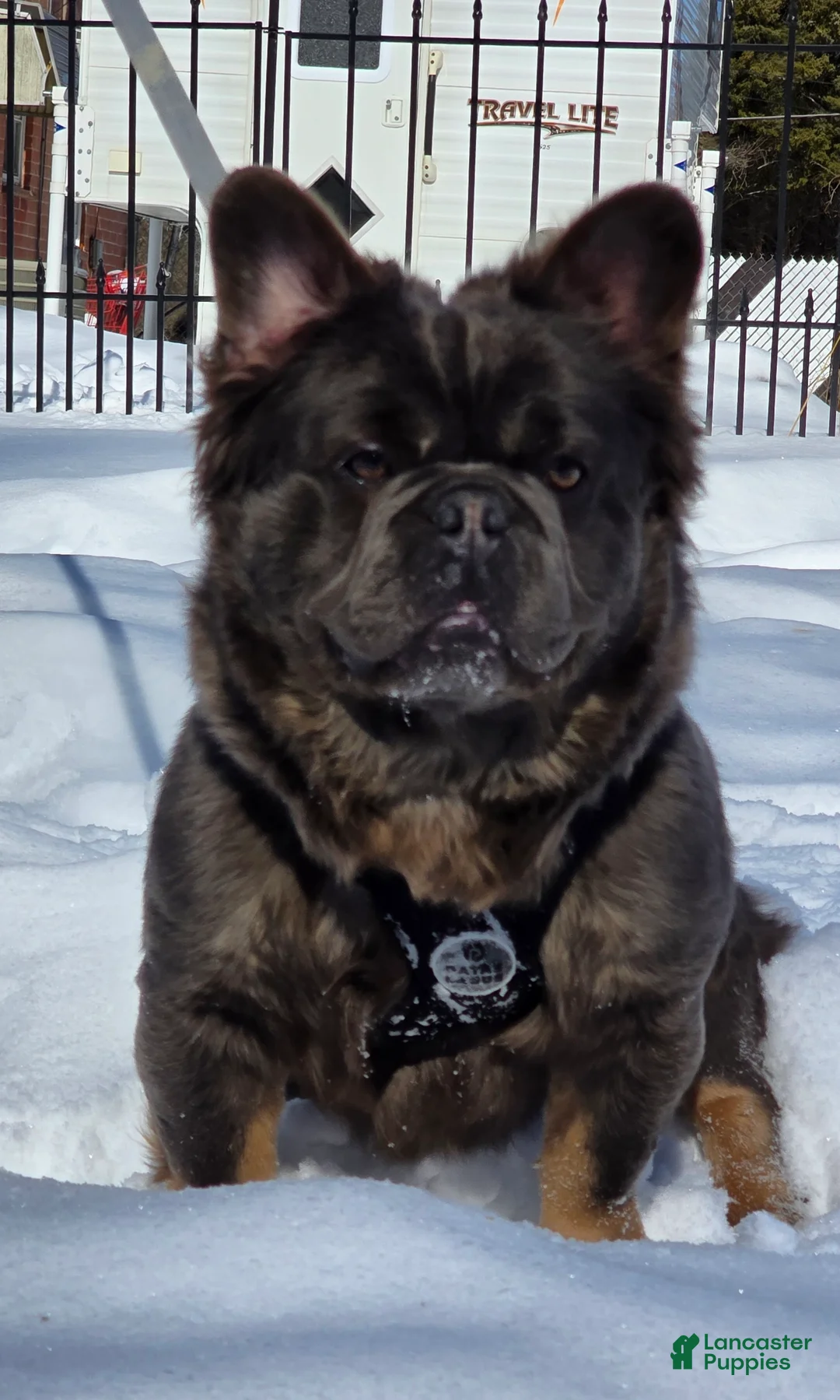 French Bulldog dogs for sale: Tyson - Ad 15