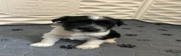 Miniature Schnauzer dogs for sale: Miniature Schnauzer 2 - Ad 2