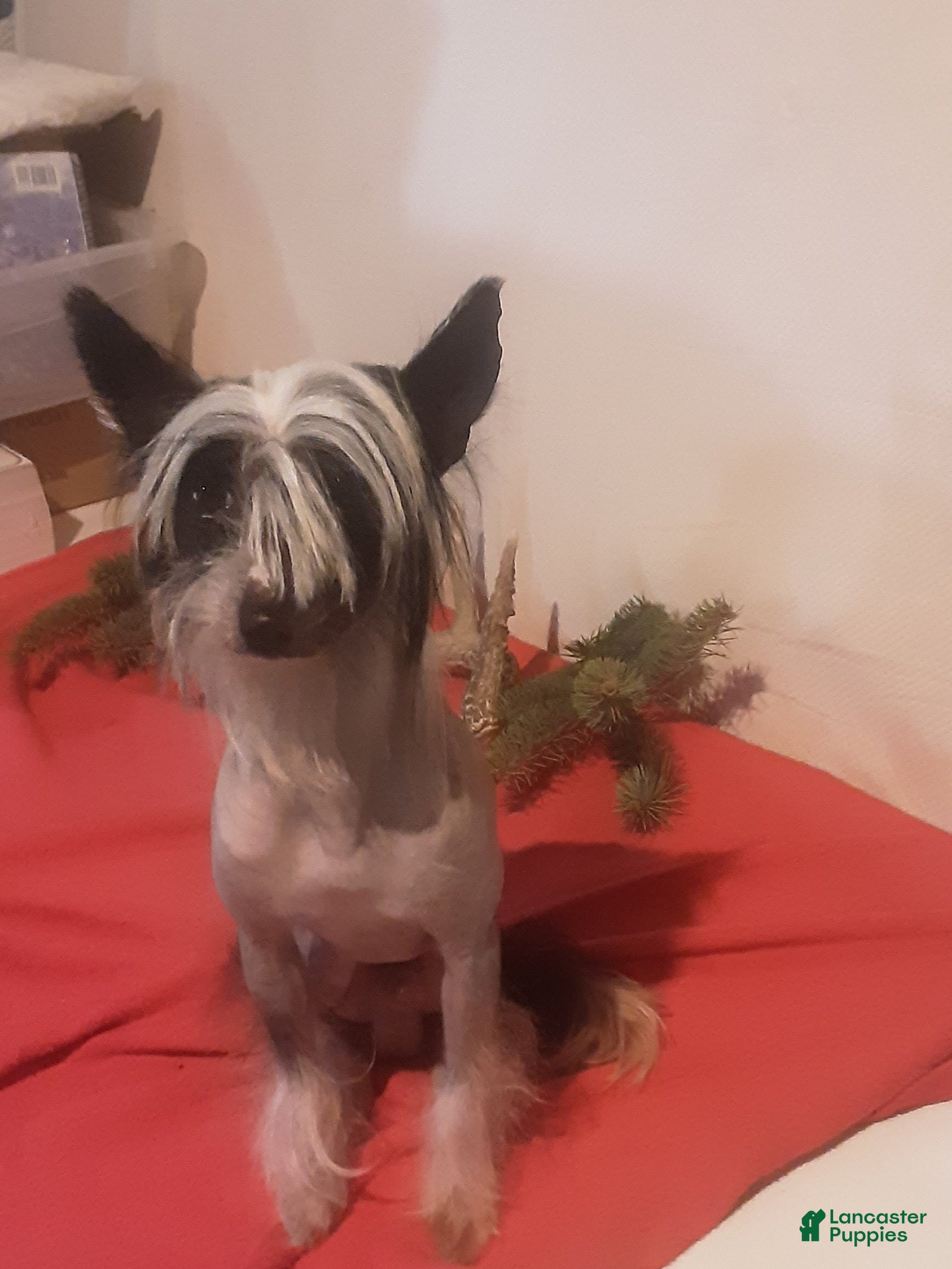 Chinese Crested dogs Chinese Crested Puppy 1 - Ad 1
