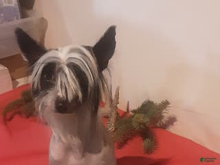 Chinese Crested dogs Chinese Crested Puppy 1 - Ad 6