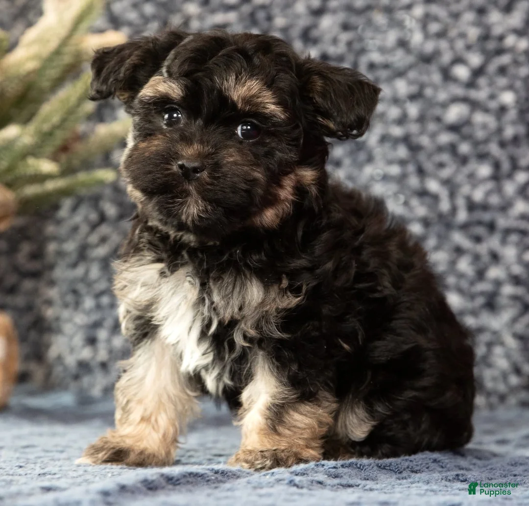 Havapoo dogs for sale: Gina - Ad 7