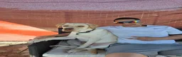 Labrador Retriever dogs for sale: Labrador Retriever 1 - Ad 4
