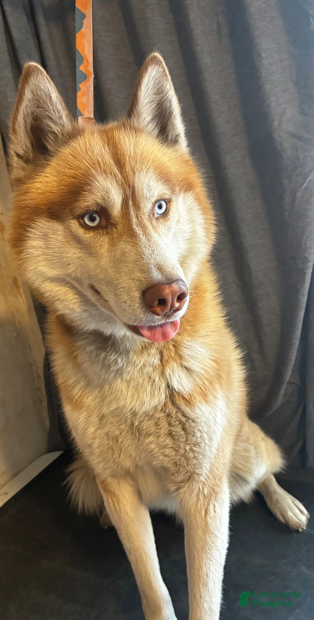 Siberian Husky dogs for stud: Stud  - Ad 3