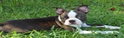 Boston Terrier dogs for sale: Lucy - Ad 8