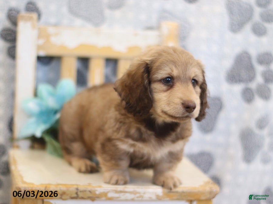 Miniature Dachshund dogs for sale: Zack - Ad 5
