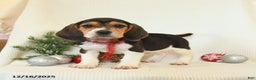 Beagle dogs for sale: Sunny   - Ad 3