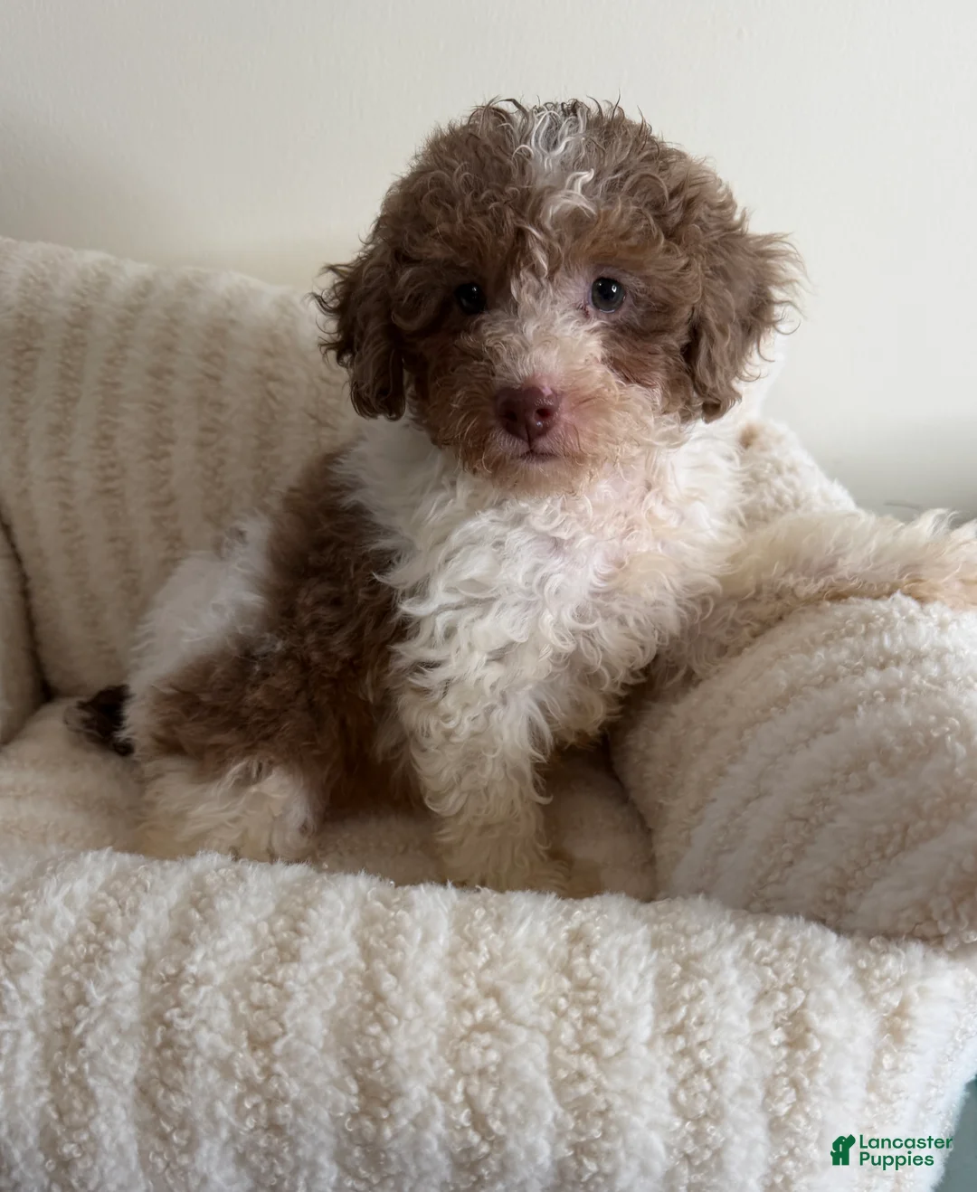 Toy Poodle dogs for sale: Chase - Ad 2