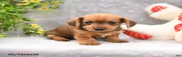 Dorkie dogs for sale: Percy - Ad 4