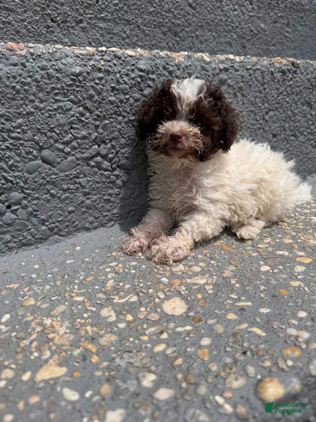 Toy Poodle dogs for sale: Max - Ad 8