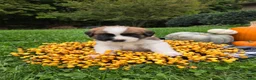 Saint Bernard dogs for sale: Beethoven - Ad 5