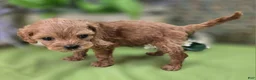 Cockapoo dogs for sale: Girdle - Ad 15