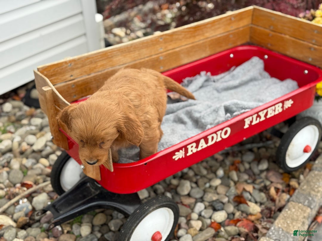 Goldendoodle dogs for sale: Bunnie - Ad 2