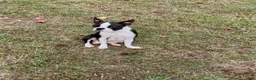 Boston Terrier dogs for sale: Lando - Ad 5