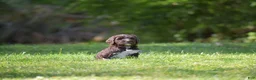 Portuguese Water Dog dogs for sale: Maggie - Ad 7