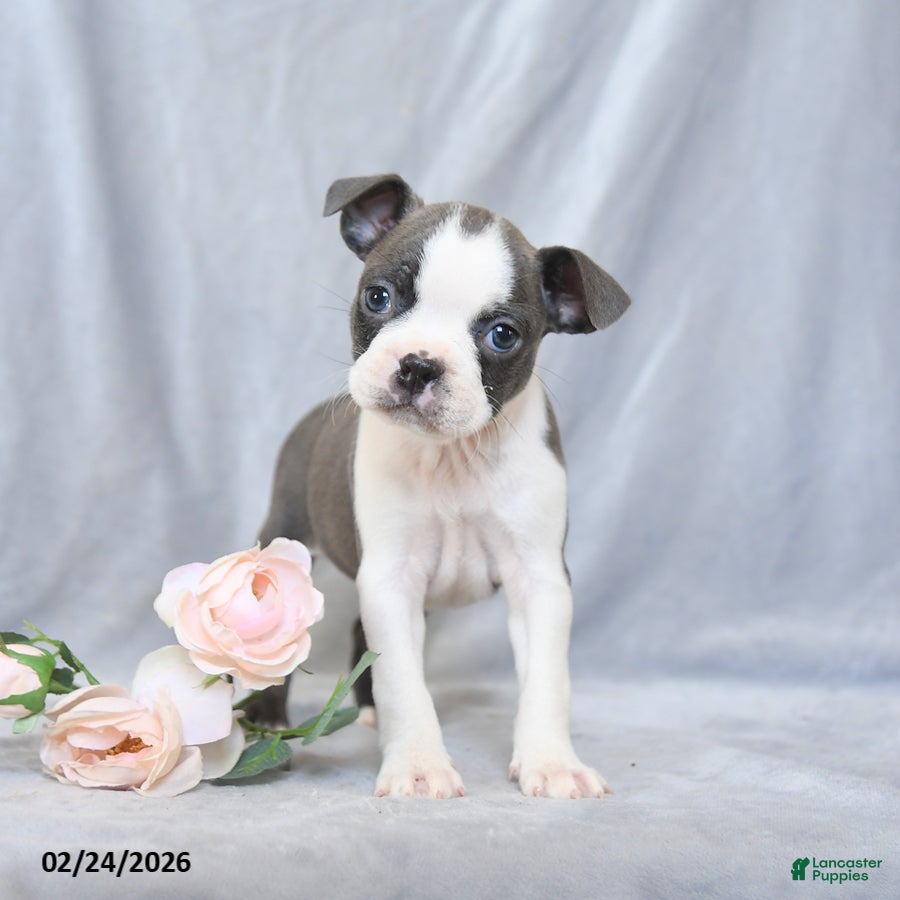 Boston Terrier dogs Flower - Ad 1