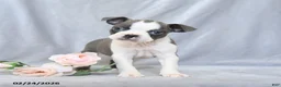 Boston Terrier dogs for sale: Flower - Ad 1