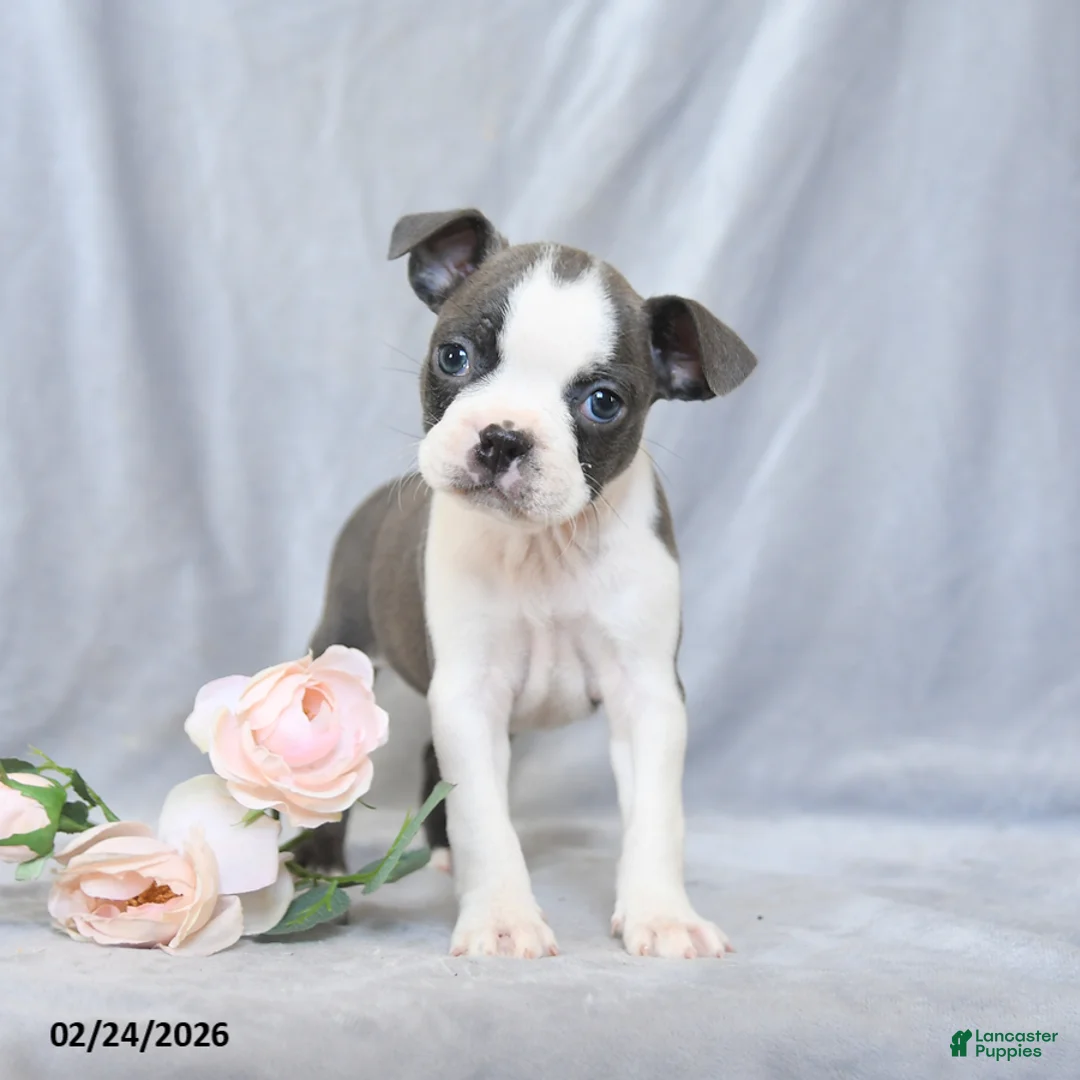 Boston Terrier dogs for sale: Flower - Ad 1