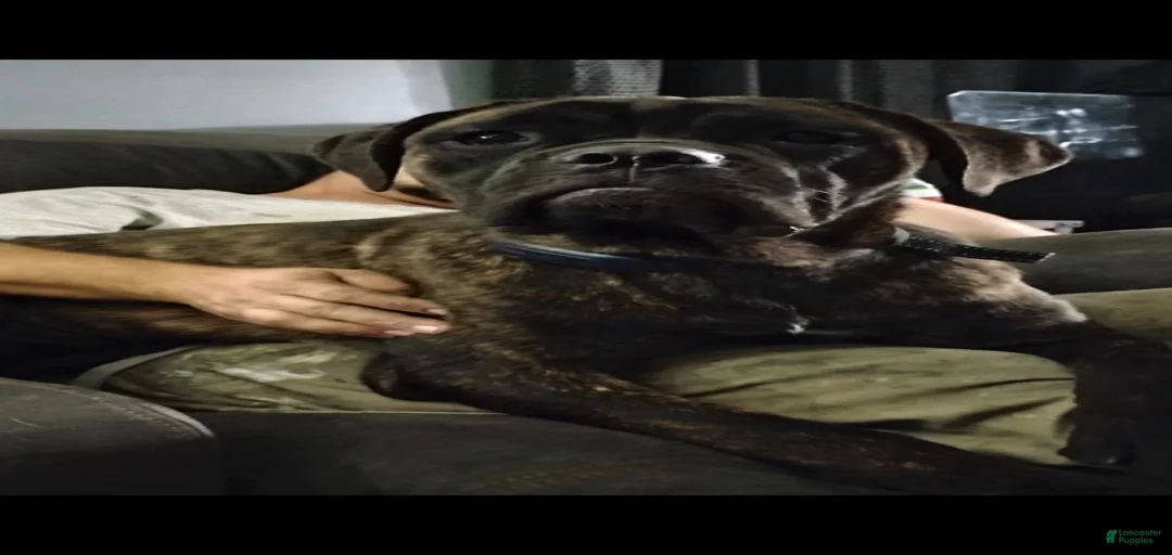 Gallery Image {{count}}