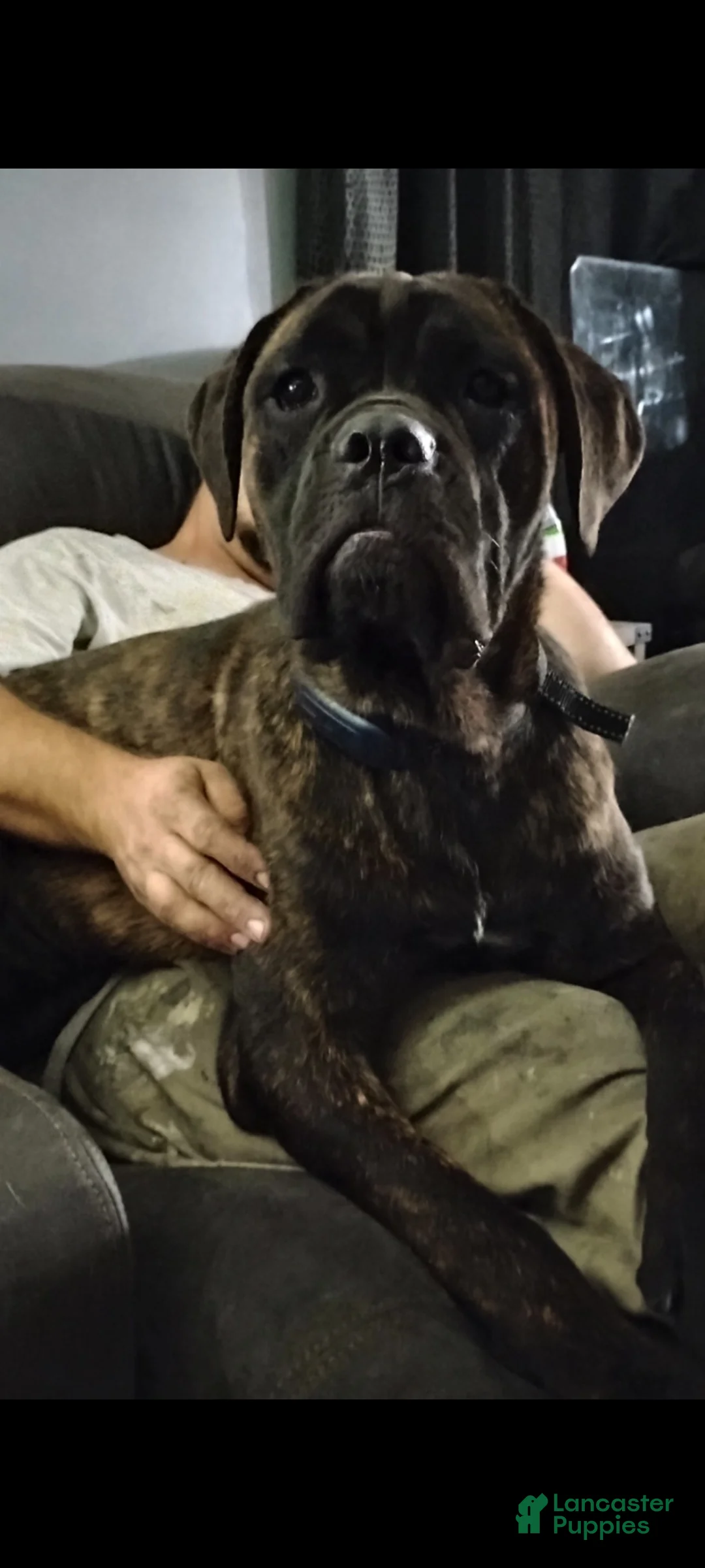 Gallery Image {{count}}