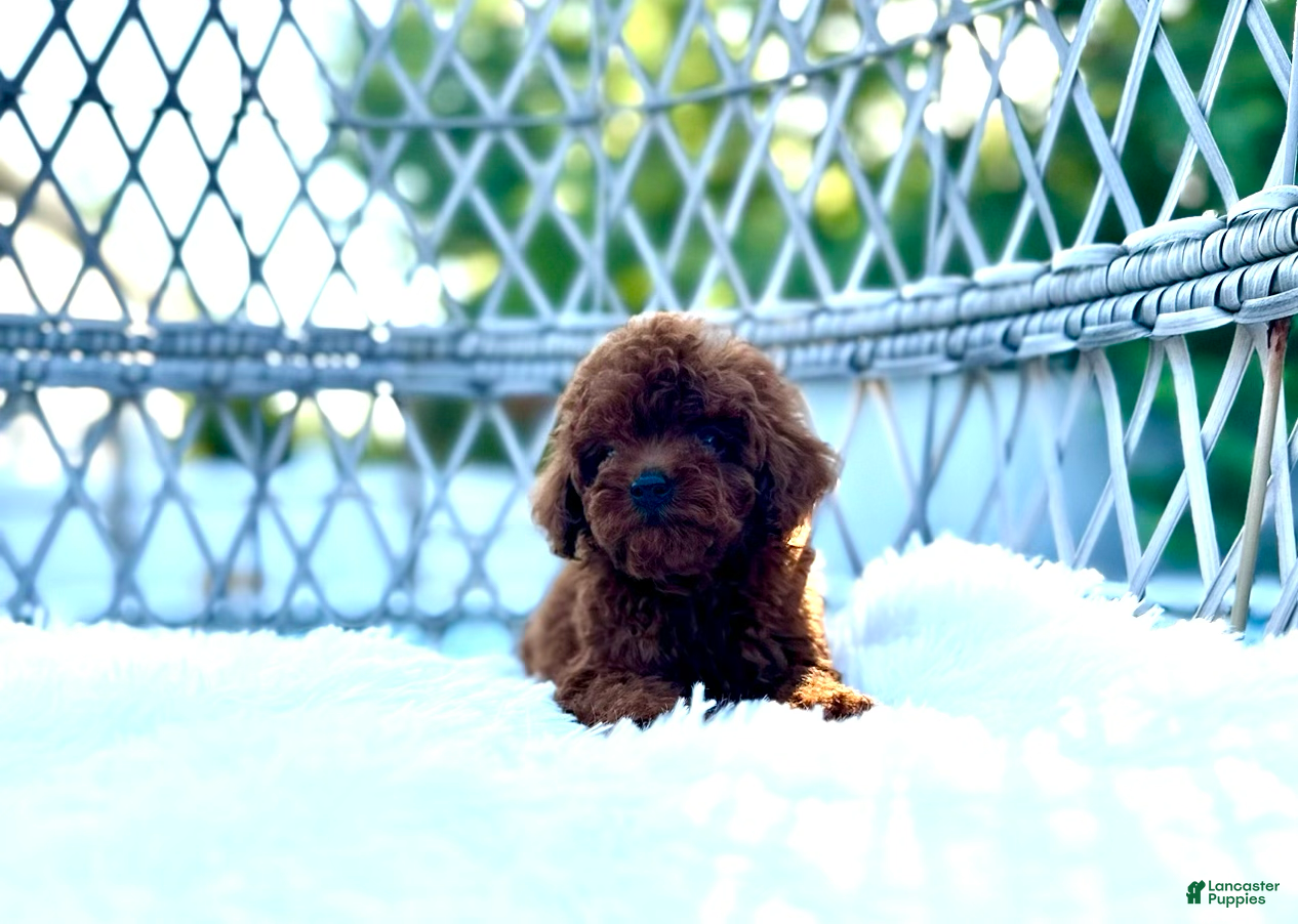 Toy Poodle dogs for sale: Male toy poodle  - Ad 2