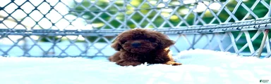 Male toy poodle 