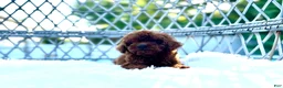 Toy Poodle dogs for sale: Male toy poodle  - Ad 1