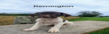 Remington